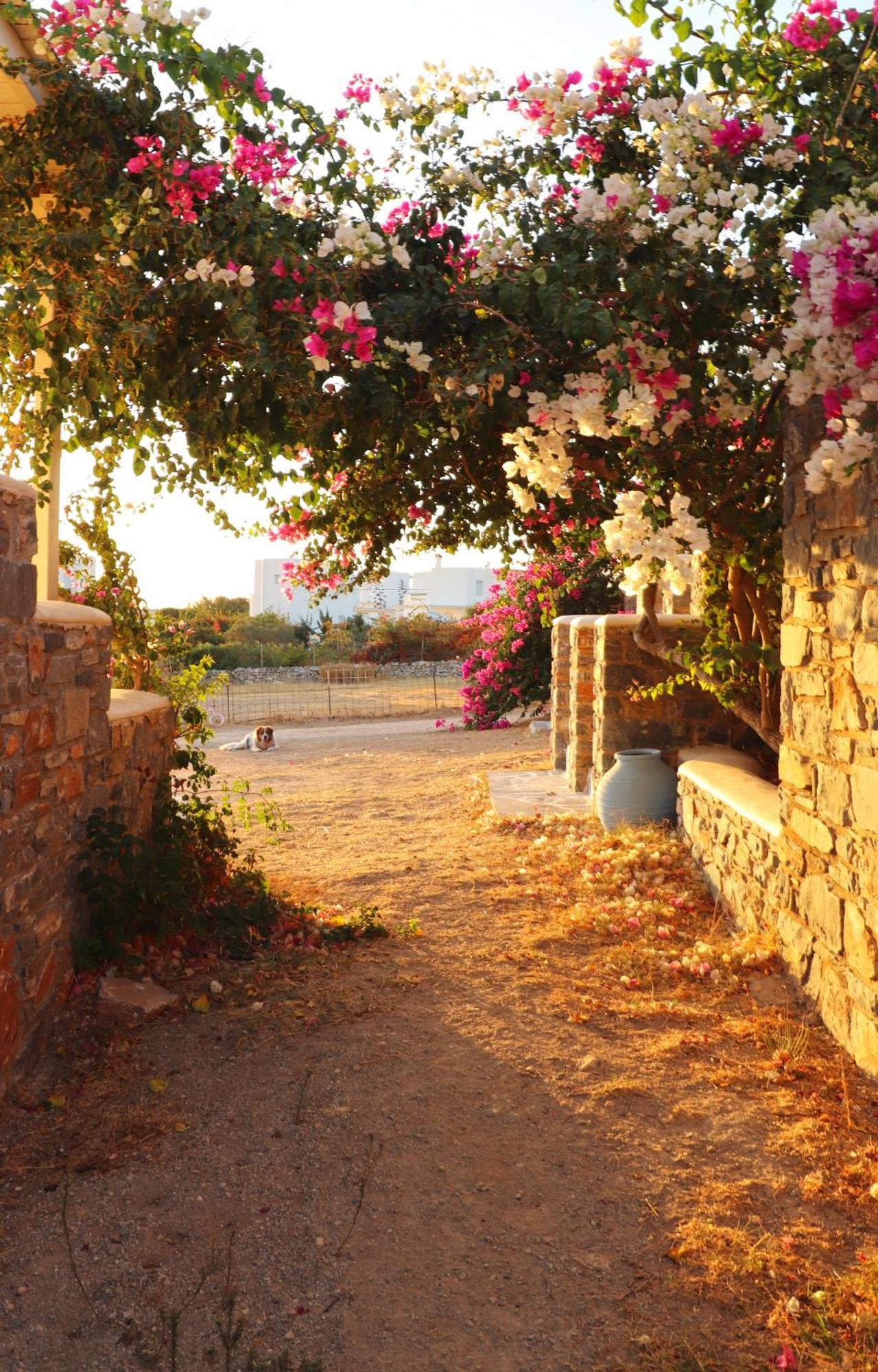 Sunny Studios Naxos Aliko Beach Dış mekan fotoğraf